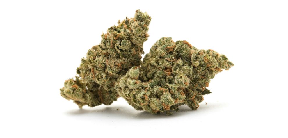 Golden Goat is super potent, with THC levels that range from 20% to 30%.