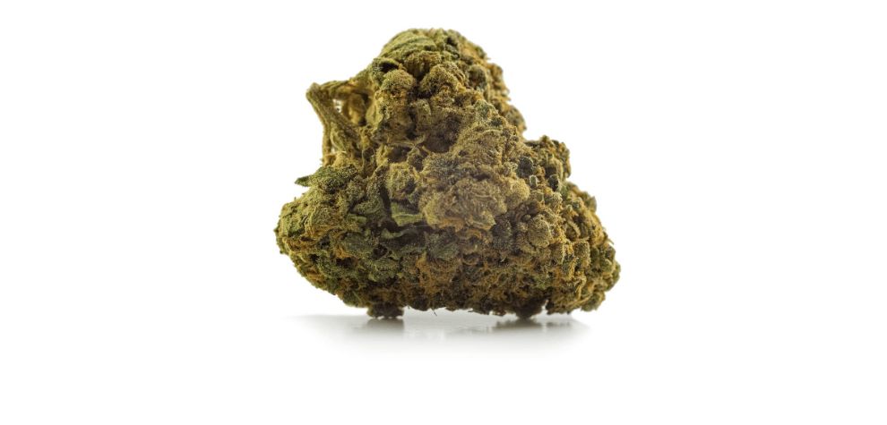The aromatic and flavourful nature of the Moby Dick weed strain is a clear indication of a rich terpene profile.
