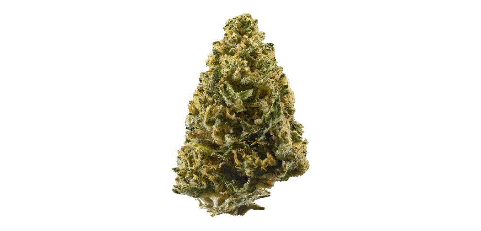 The GMO weed is an almost pure Indica with an indica-to-sativa ratio of 90 to 10 percent.