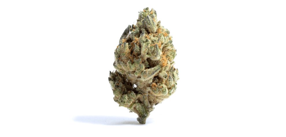 Black Widow weed is not only known for its unmatched potency levels but also for its strong, sweet, and skunky odour. 