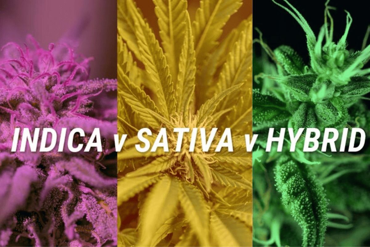 Explore the world of cannabis flower from a premium online dispensary. Discover sativas, indicas, hybrids, effects, & how to choose perfect weed.