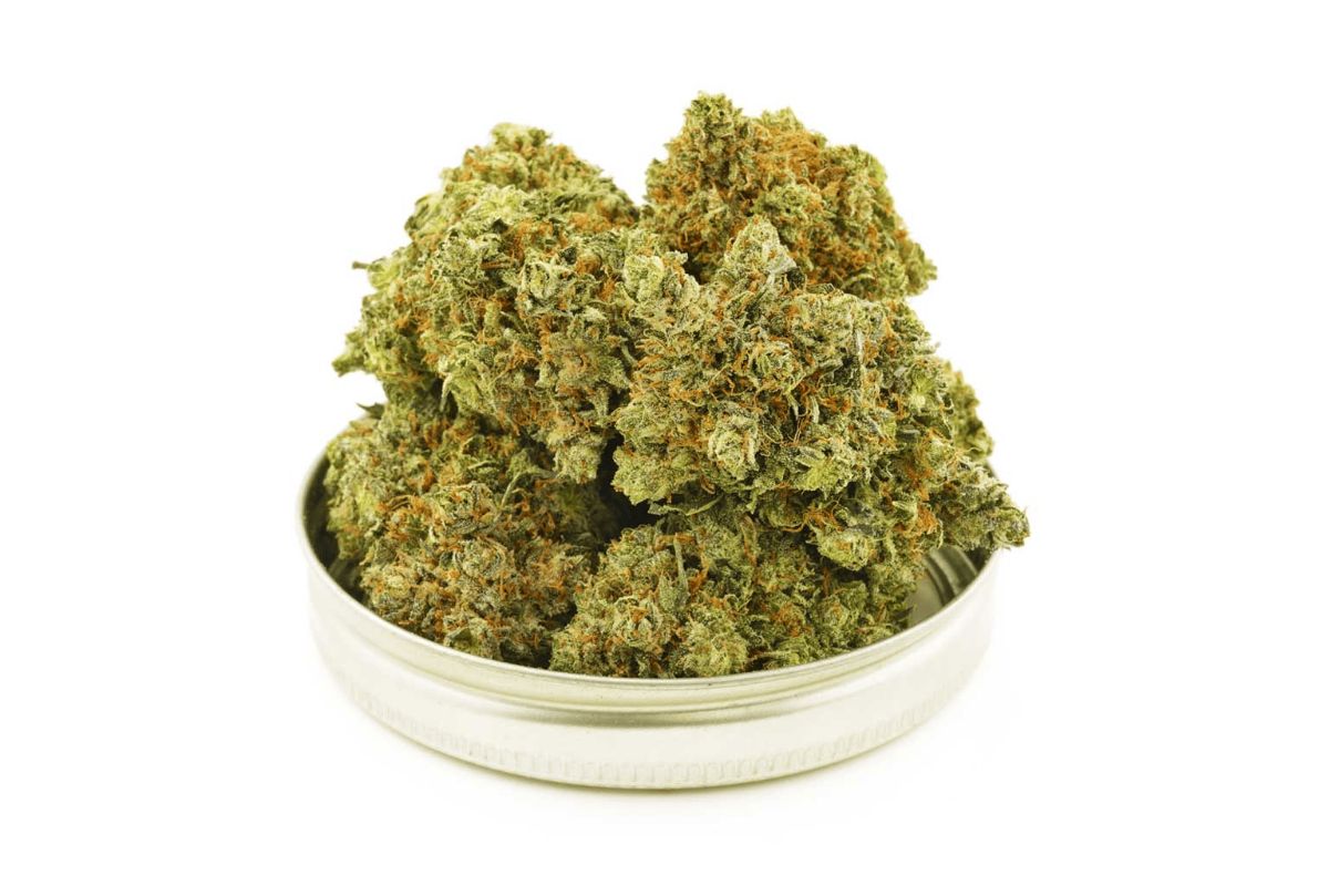 Maui Waui strain is among the most potent & flavoursome weed strains. Buy this sativa-dominant hybrid from a reputable online weed dispensary. 