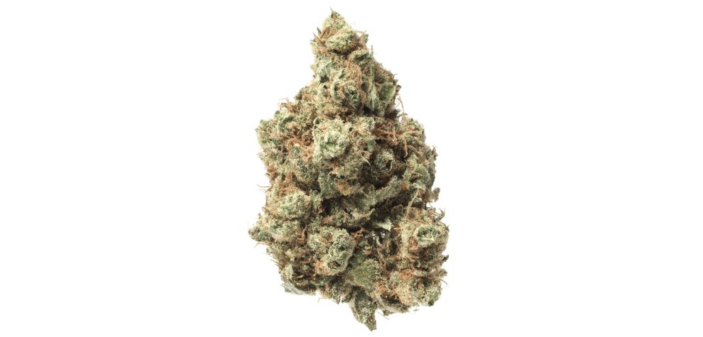 The Maui Waui strain is a first-of-its-kind strain that contained 13% to 20% THC at a time when most strains boasted less than 8%. 