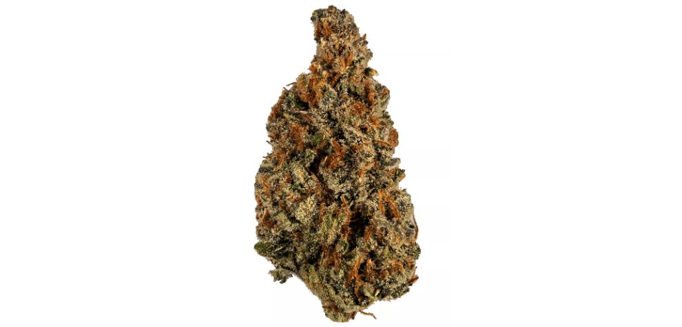 This is one of the most asked questions about this strain at our online dispensary in Canada. While a strain is best described by its terpene profile and cannabinoids, the sativa, indica and hybrid categorization is still helpful.