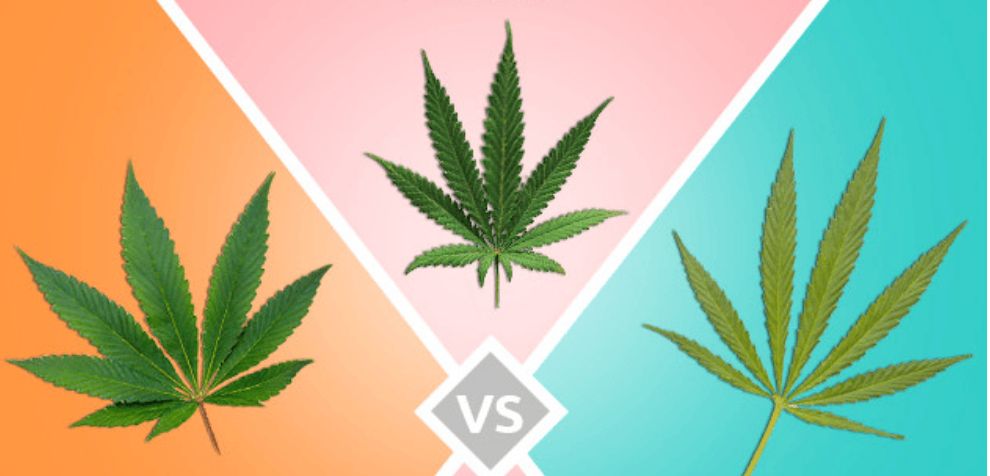Here are the categories of weed you’re likely to encounter when you order weed online: