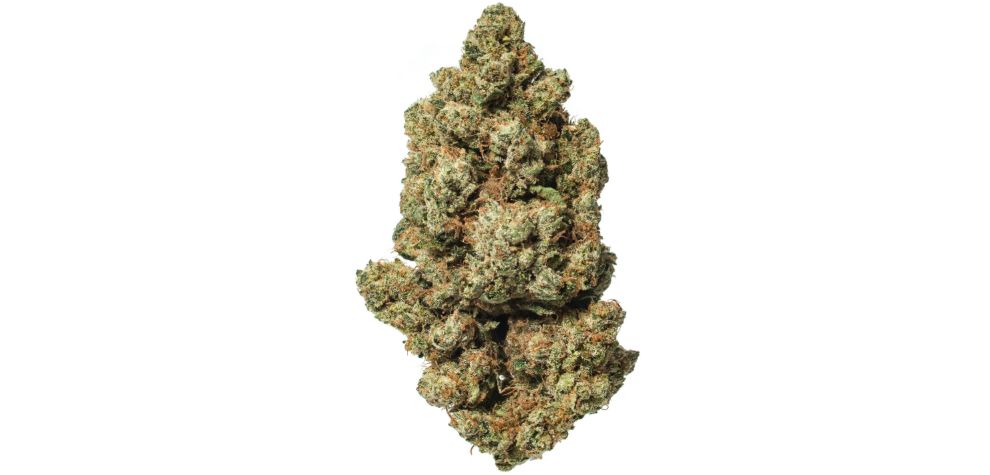 Venom OG is a rare cannabis hybrid strain created through a cross between the potent Rare Dankness #1 and the heavy Poison OG. This suggests that the strain gets its name from its Poison OG heritage.