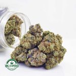 Buy Cannabis Mike Tyson Craft, AAAA+ at MMJ Express Online Shop