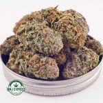 Buy Cannabis Guava Punch AAA MMJ Express Online Shop