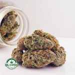 Buy Cannabis Guava Punch AAA MMJ Express Online Shop