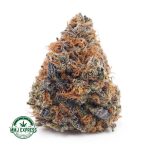 Buy Cannabis Purple Gelato AAAA MMJ Express Online Shop