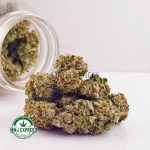 Buy Cannabis Amnesia Haze AA at MMJ Express Online Shop