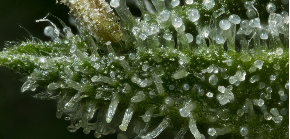 Trichome development is also crucial in the production of cannabinoids and terpenes. The pungent, herbal aroma generated by these terpenes repels insects and pests.