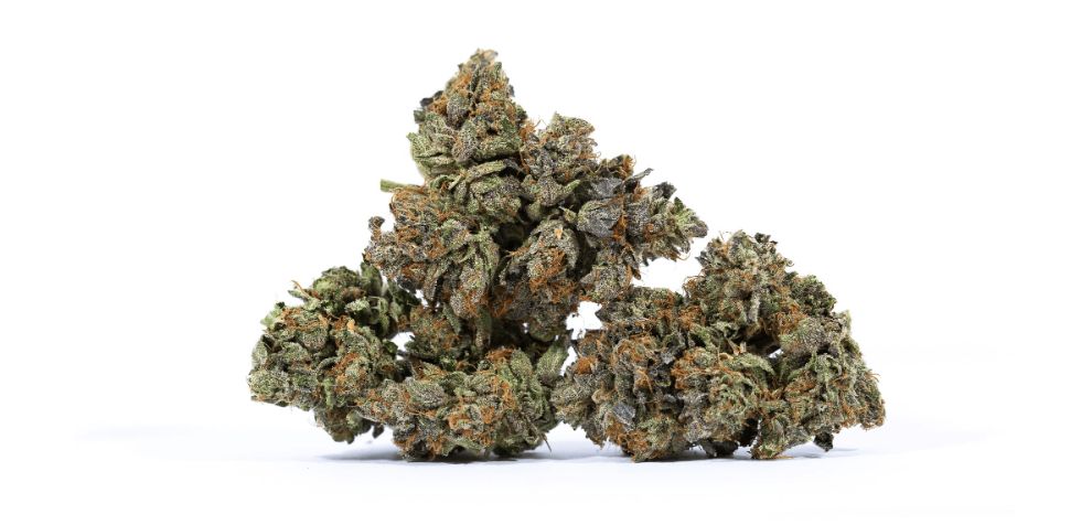 The journey of growing the Mendo Breath strain is as exciting as its effects and flavours. 