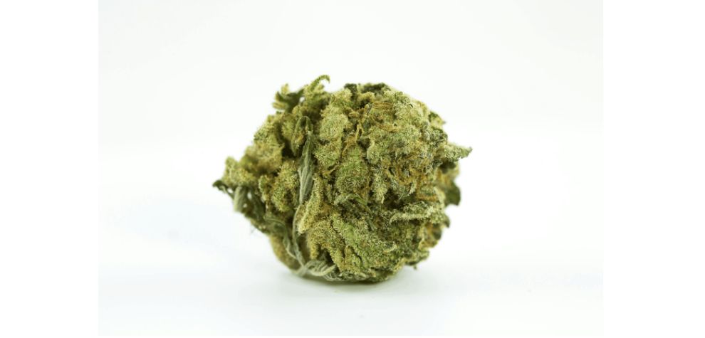 Shishkaberry is one of the easiest cannabis strains to grow for both experienced growers and beginners. Also, this is the best strain to grow for those who lack patient since it grows faster. 