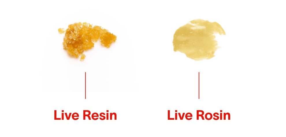 Live resin beats the match. Rosin also packs a punch with THC levels ranging from 50 to 70 percent, which, while still high, is significantly lower than that of live resin.