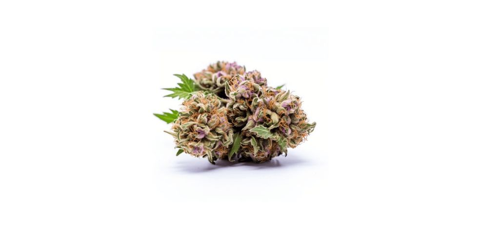 Like most cannabis strains, the Purple Candy weed can potentially cause some side effects, especially when consumed in higher doses.