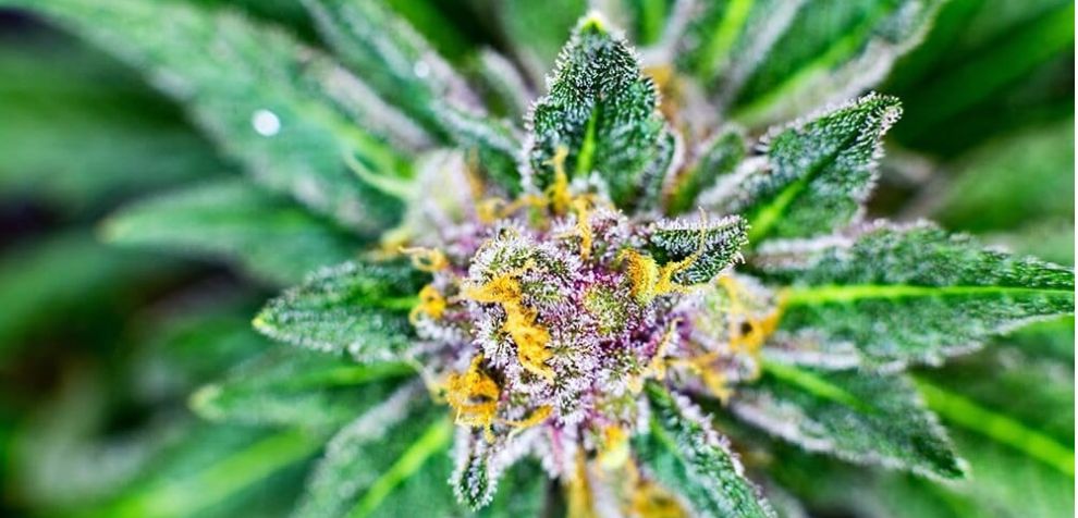 Many cannabis enthusiasts in Canada have become trichome miners, looking only for trichome-rich strains. 