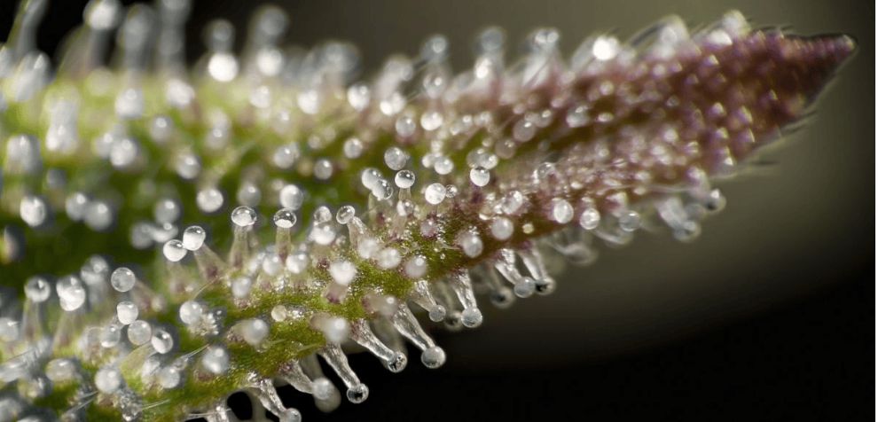Before you buy weed online in Canada, it helps to understand what trichomes are, how they are produced, the relationship between trichomes and cannabinoids, etc. 