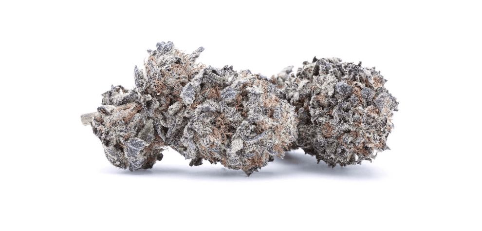 The Black Mamba is a popular BC bud online that was created by mixing the Domina (an almost pure Indica) and Blue Bubblejuice strains. Interestingly, the Black Mamba weed strain also includes genetics from the legendary Northern Lights and Blueberry.