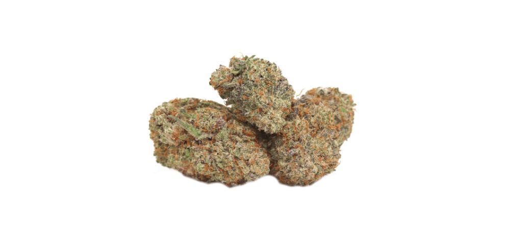 This strain exhibits a beautiful bouquet of aromas that varies between sweet, earthy, and herbal notes. 