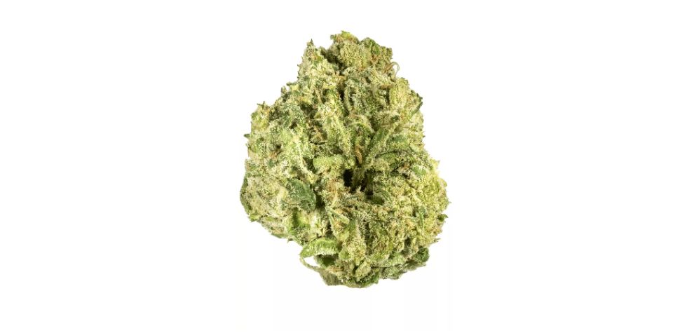 A Sugar Cookies review suggests that this balanced hybrid will make you sleepy, but not to the point of hopeless sedation — more like a few yawns here and there! Nevertheless, you'll probably doze off by the end of the high!
