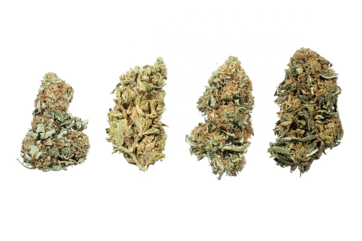 Cheap buds do not translate to low quality. Here are points of consideration to help you buy buds online in Canada without compromising quality. 