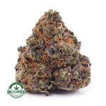 Buy Cannabis Skunk#1 AAA at MMJ Express Online Shop