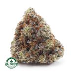 Buy Cannabis Skunk#1 AAA at MMJ Express Online Shop