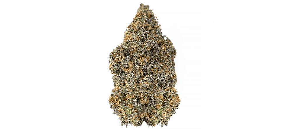 The appearance of a bud is one of the most significant indicators of quality and potency.