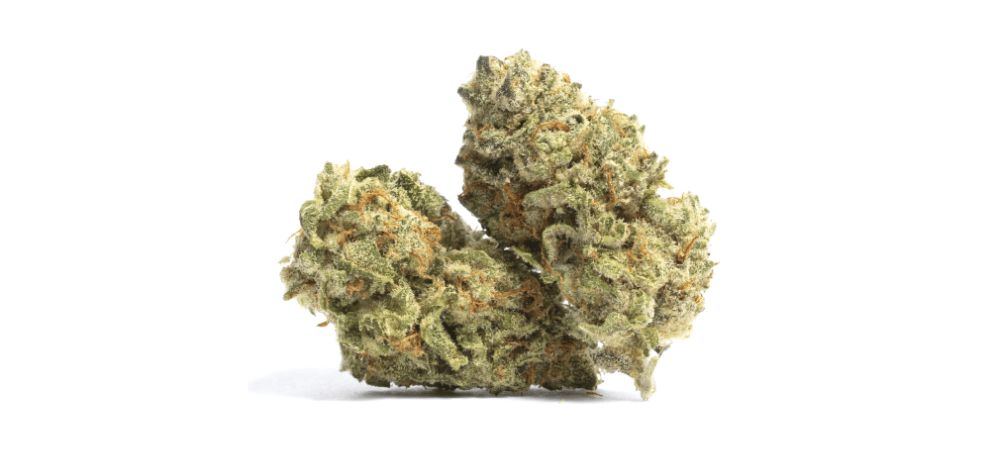 When you buy weed online and open a jar of Lemon Skunk, you’ll be in for an aromatic treat.