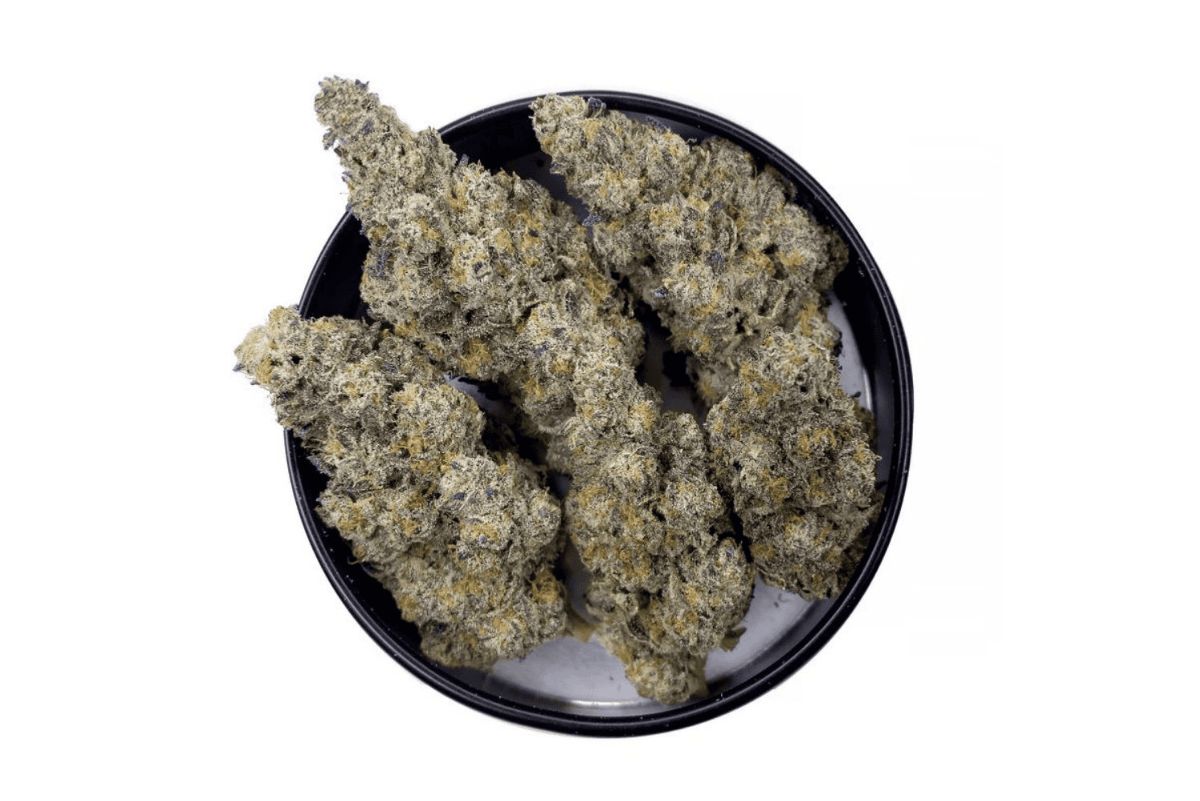 The Biscotti strain induces a strong high, making you feel creative, relaxed, and hopelessly sedated. Explore its genetics, characteristics & potency.