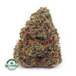 Buy Cannabis Green Crack AA at MMJ Express Online Shop