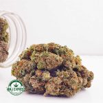 Buy Cannabis Nirvana AAA at MMJ Express Online Shop