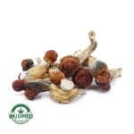 Buy Shrooms - Golden Teacher at MMJ Express Online Shop