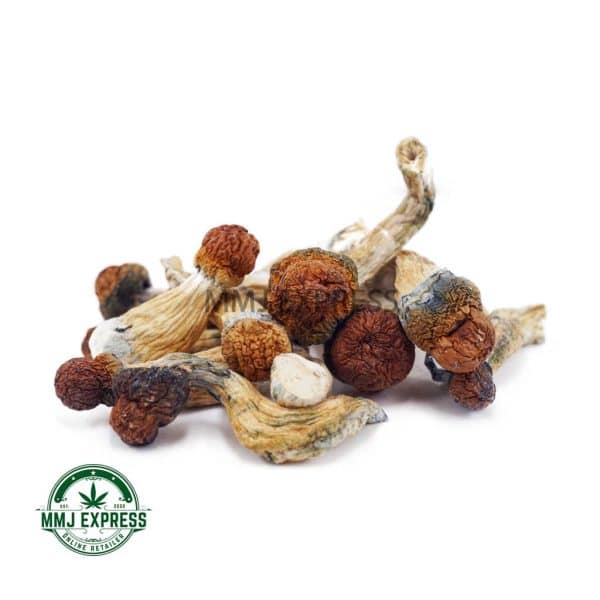 Buy Shrooms - Golden Teacher at MMJ Express Online Shop