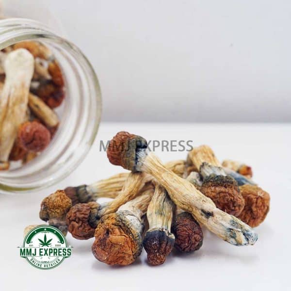 Buy Shrooms - Golden Teacher at MMJ Express Online Shop
