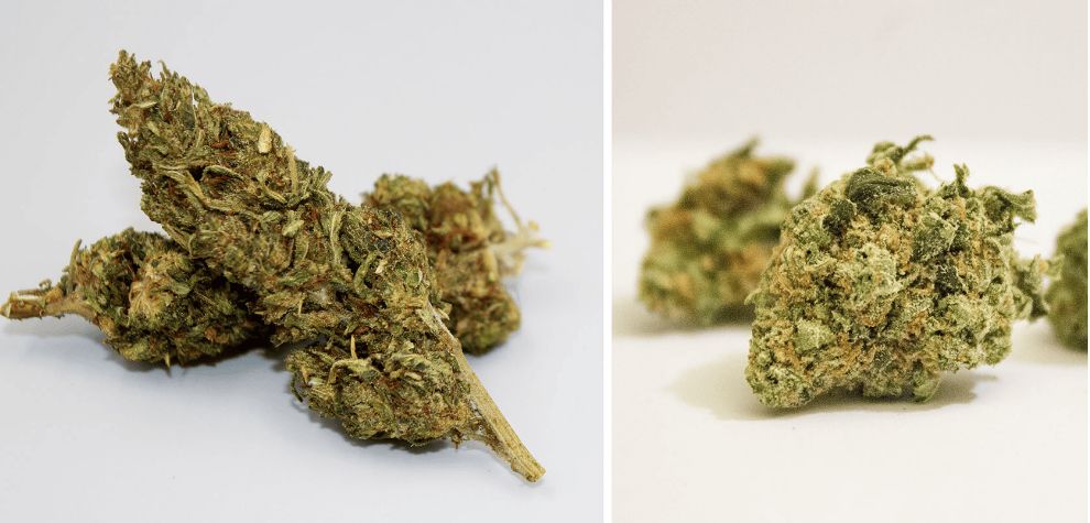 Cannabis indica strains are known for their relaxing and soothing body high. This physical body high is one of the reasons why stoners buy indica weed online.