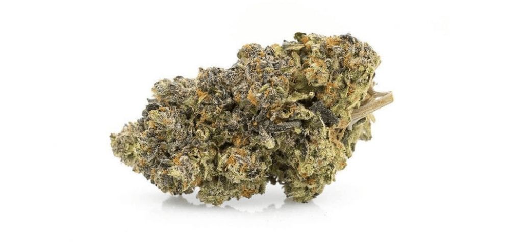 As an Indica hybrid, the Biscotti weed is notorious for its sedative effects. This is one of those Indicas that's going to glue you to the sofa right from the start! 