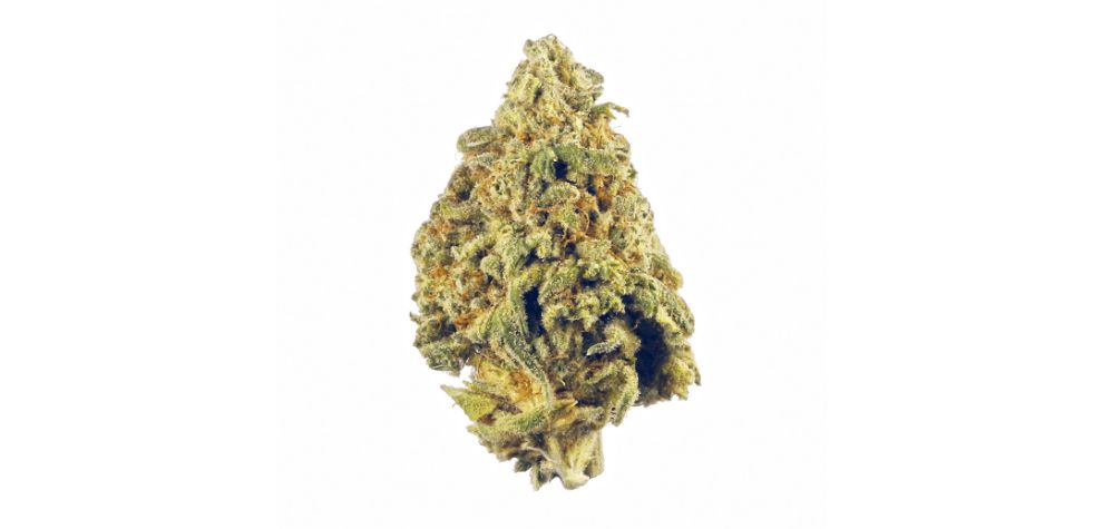 Indica is one of the two primary types of cannabis. This species is native to the mountainous regions of South Asia, notably the Hindu Kush ranges. 