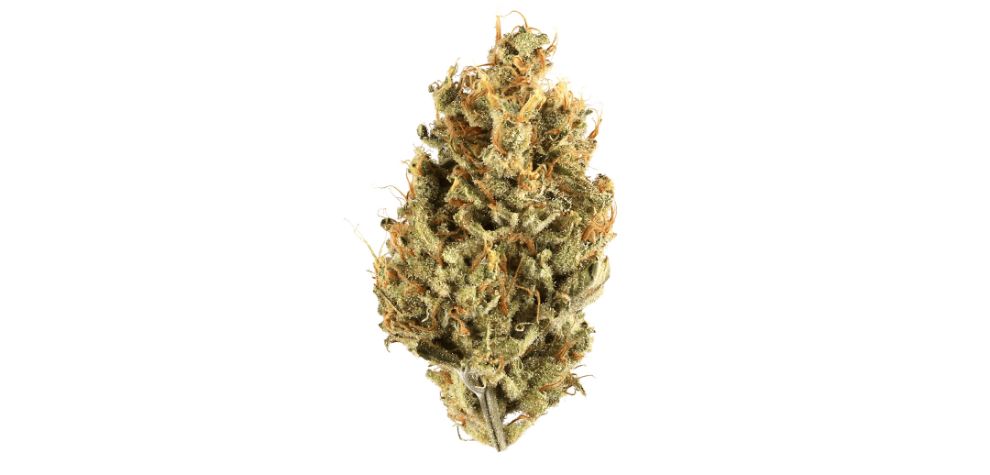 The Jungle Cake strain is among the most potent cultivars you can buy online in Canada. This strain has impressive THC levels ranging between 26% and 30%. 