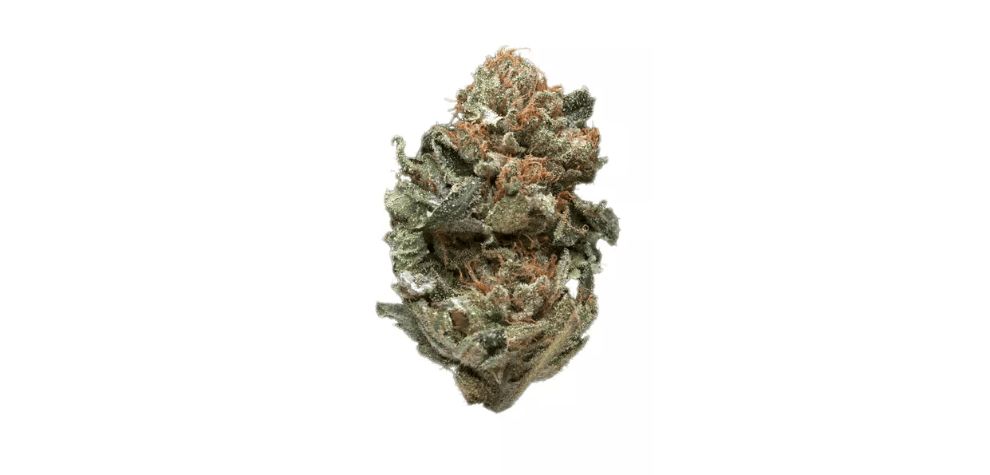 While the strain's parentage is contested, multiple sources have genetically connected it to the legendary Hindu Kush strain. 