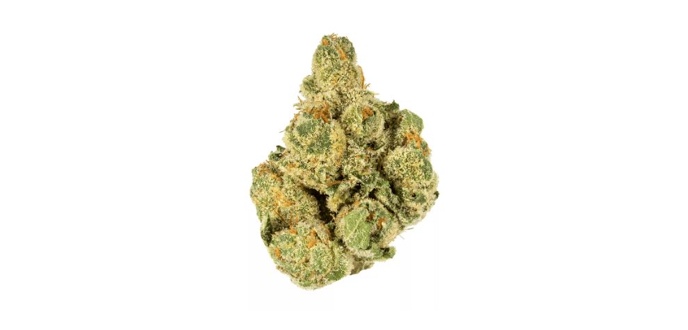 The buds examined for this Master Kush strain review are dense and compact, typical of indicas. As such, they feel weightier in the hands compared to similarly sized sativas.