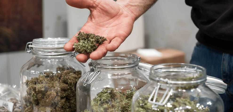 Even though it may seem like rocket science at first, buying high-quality BC pot online isn’t rocket science, seasoned stoners learn valuable lessons along the journey, often from first-hand mistakes. 