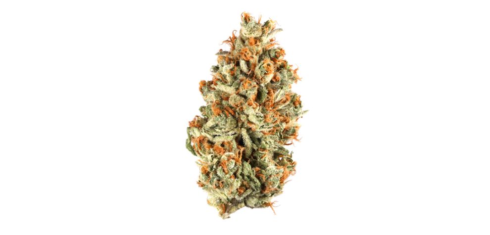 This potent indica-dominant hybrid packs a punch, from its eye-catching buds to the knockout Gas Mask strain effects.