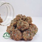 Buy Cannabis Blackberry Kush AAA at MMJ Express Online Shop