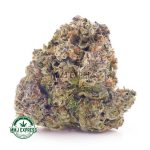 Buy Cannabis El Chapo AAA at MMJ Express Online Shop