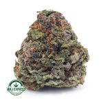 Buy Cannabis Girl Scout Cookies AAA at MMJ Express Online Shop