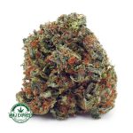 Buy Cannabis Northern Lights AAA at MMJ Express Online Shop
