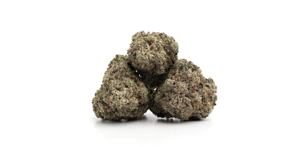 The Gas Mask strain's THC levels range between 23% and 26%, alongside a modest CBD content of 1%.