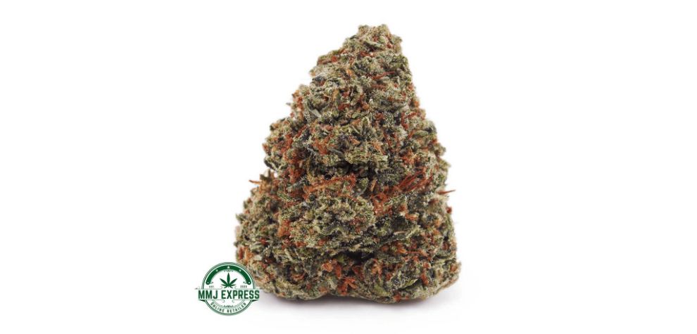 The Green Crack AA has been one of the highest rated Sativa strains for years, and here it is again! It's an ultra-popular Sativa with around 20 percent THC for a cerebral and energizing, creativity flowing high. 